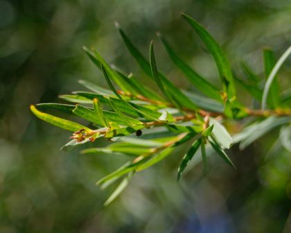Flax - leaved Paperbark Snowfire (Melaleuca linariifolia) - Ladybird Nursery