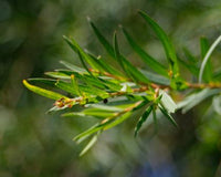 Flax-leaved Paperbark Snowfire (Melaleuca linariifolia)
