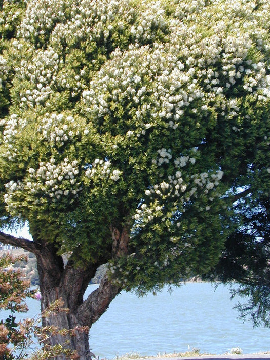 Flax-leaved Paperbark Snowstorm (Melaleuca linariifolia)