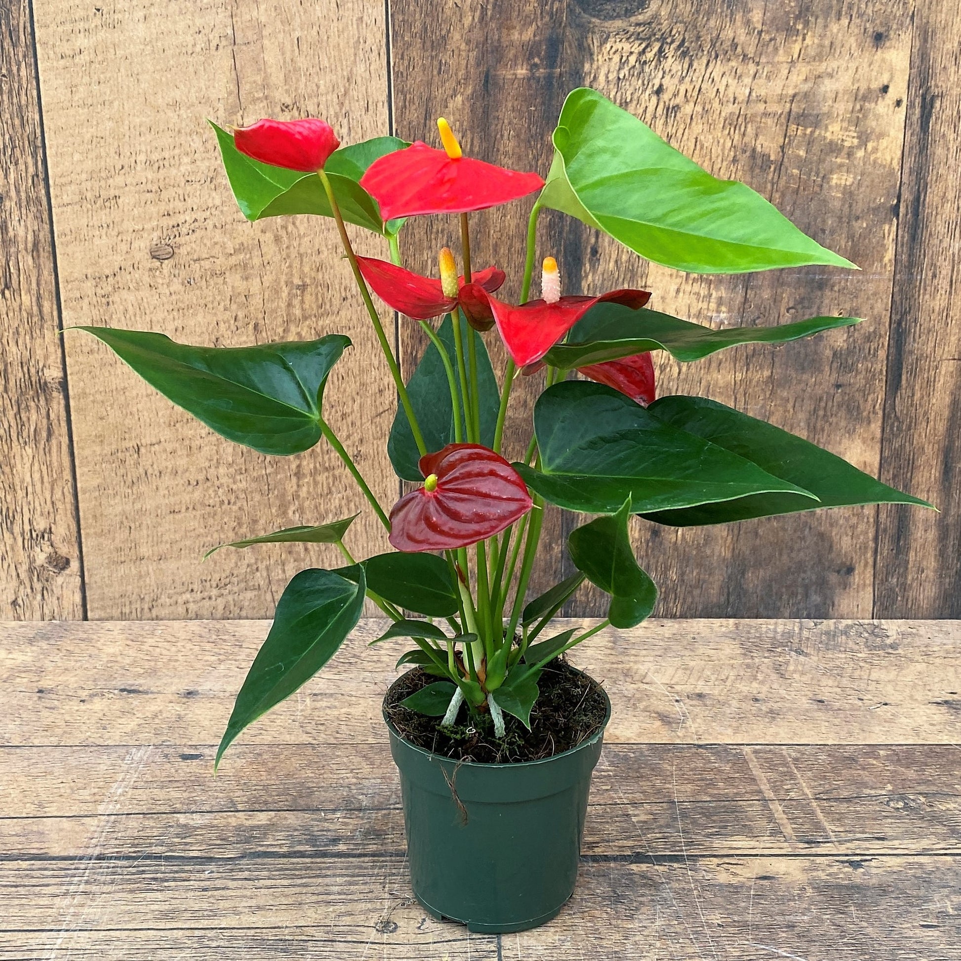 Anthurium Prince of Red
