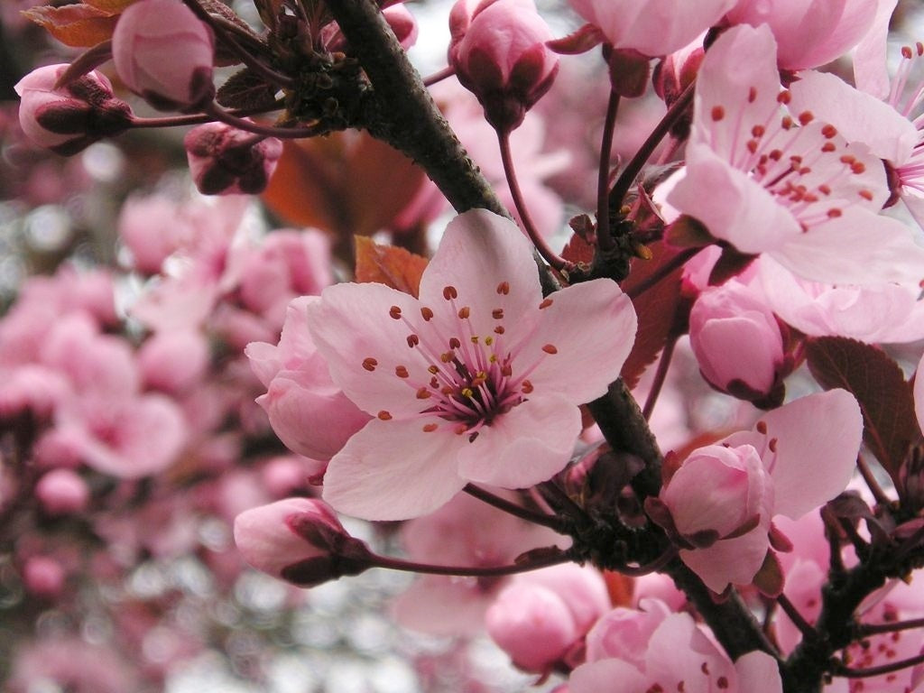 Flowering Apricot Bush Form Pink (Prunus mume)
