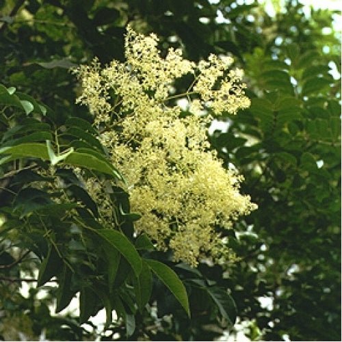 Flowering Ash (Fraxinus griffithii) - Ladybird Nursery