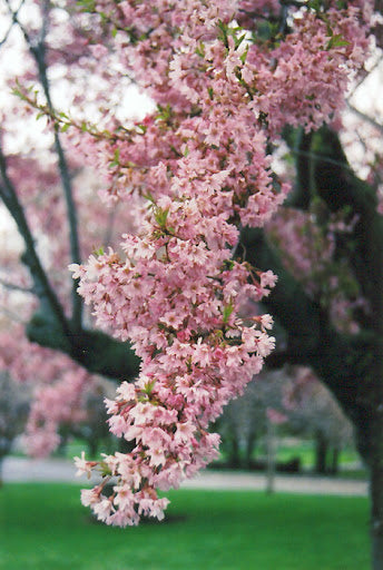 Flowering Cherry Amanogowa Erecta (Prunus)