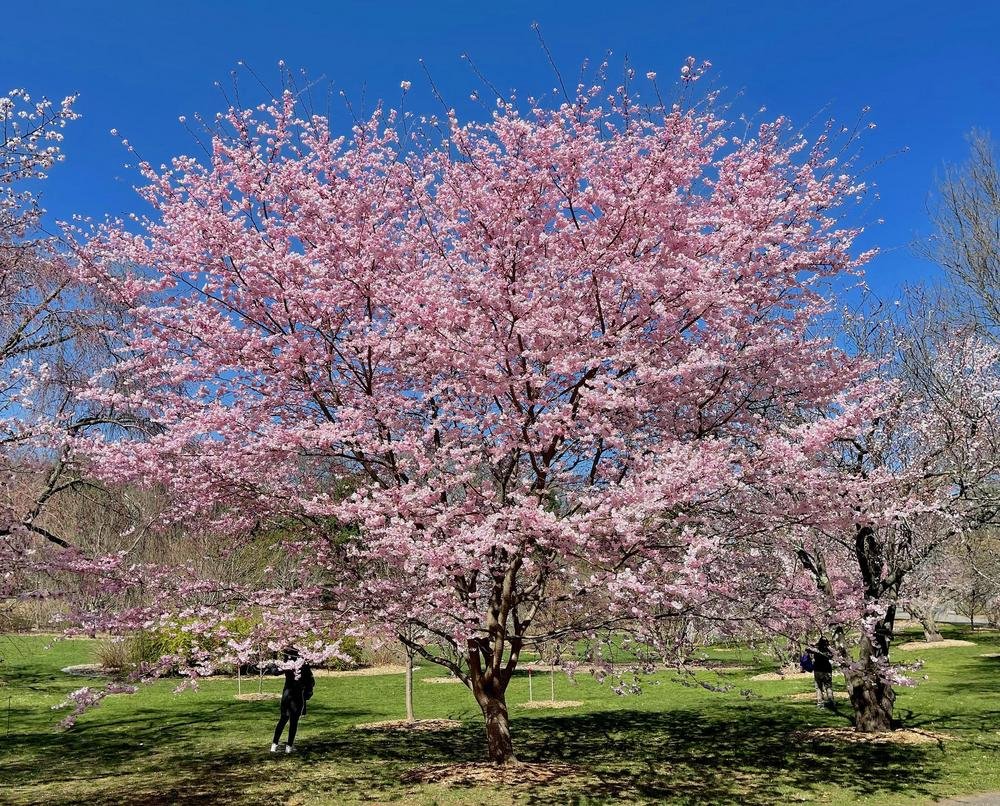 Flowering Cherry Autumnalis (Prunus subhirtella) - Ladybird Nursery