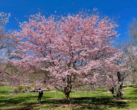 Flowering Cherry Autumnalis (Prunus subhirtella)