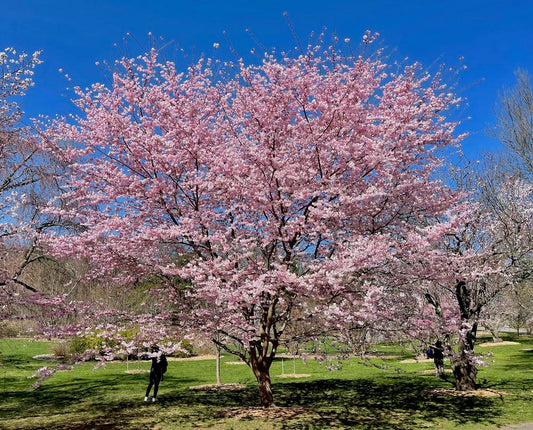 Flowering Cherry Autumnalis (Prunus subhirtella)