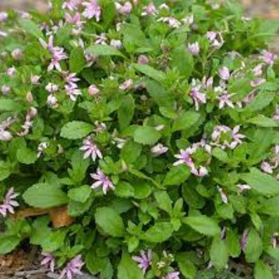 Fan Flower Aussie Salute Pink (Scaevola aemula)
