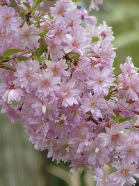 Flowering Cherry Fukubana (Prunus subhirtella) - Ladybird Nursery