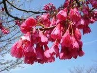 Flowering Cherry J H Veitch (Prunus cerasus)