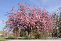 Flowering Cherry Kanzan (Prunus serrulata)