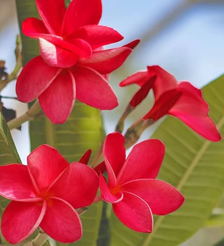Frangipani Red (Plumeria rubra) - Ladybird Nursery