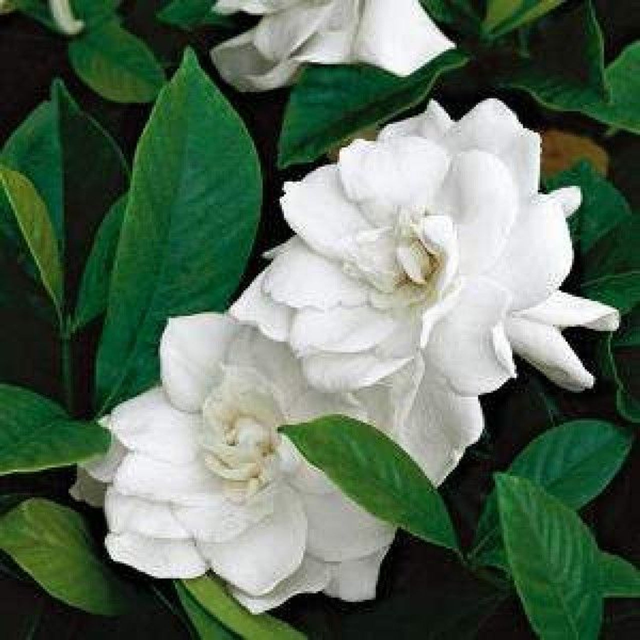 Gardenia Ocean Pearl