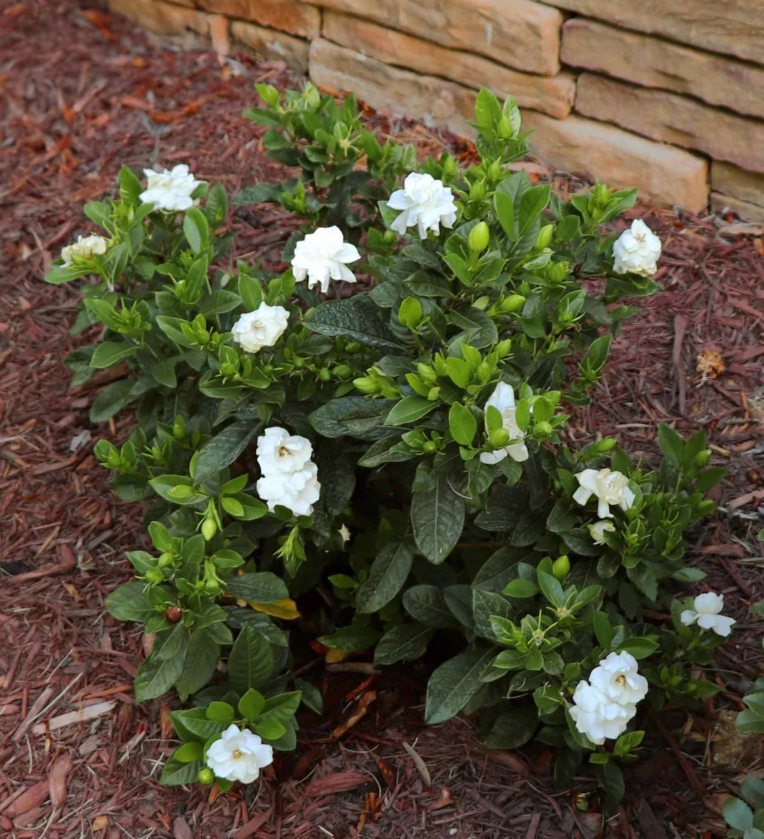 Gardenia Paradise ® Cupid (Gardenia jasminoides) - Ladybird Nursery