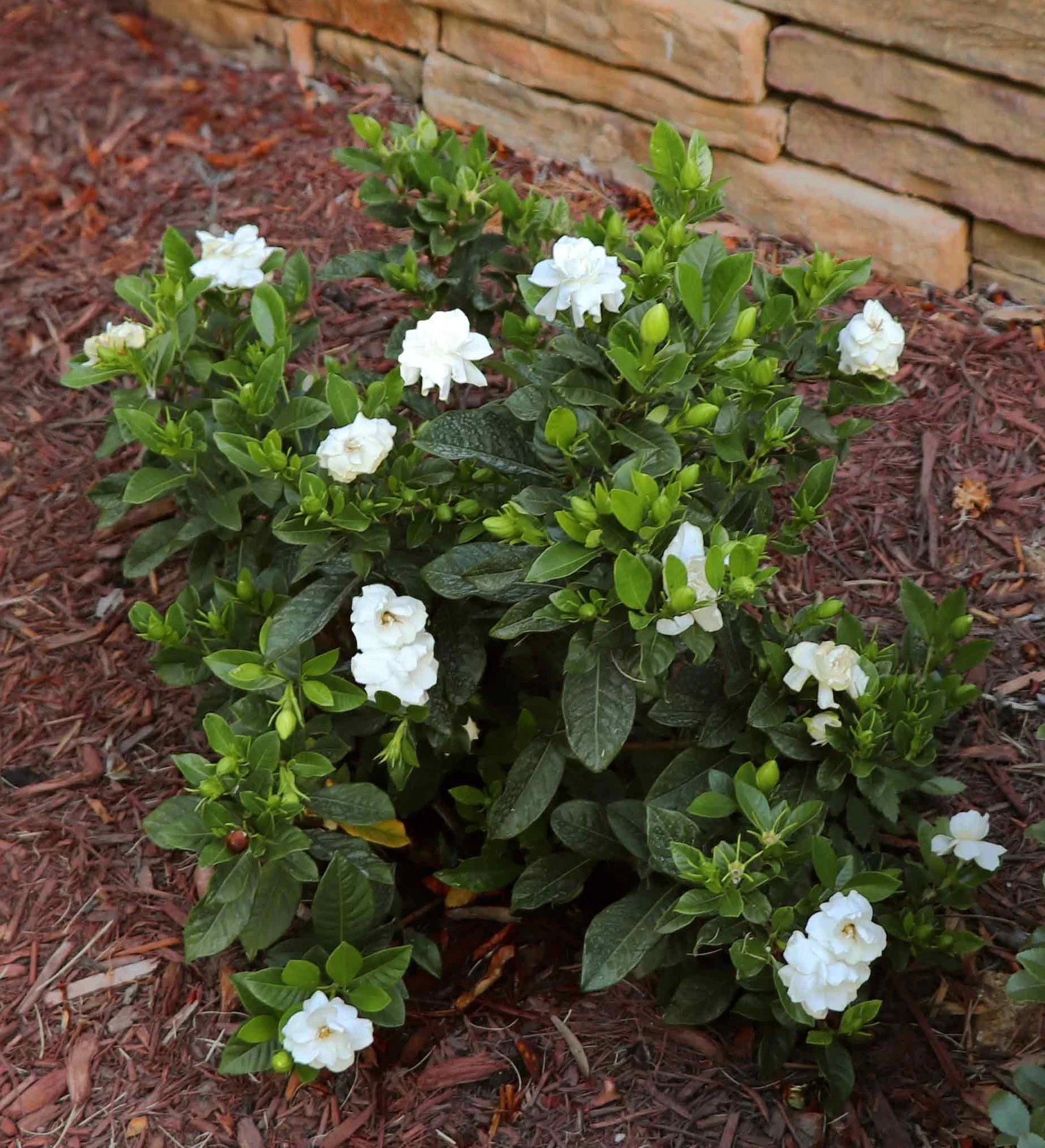 Gardenia Paradise ® Cupid (Gardenia jasminoides) - Ladybird Nursery