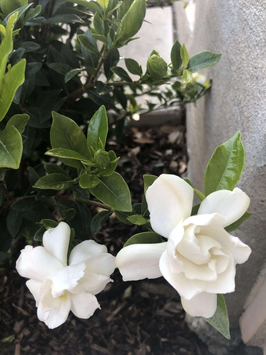 Gardenia Paradise ® White Goddess (Gardenia jasminoides) - Ladybird Nursery