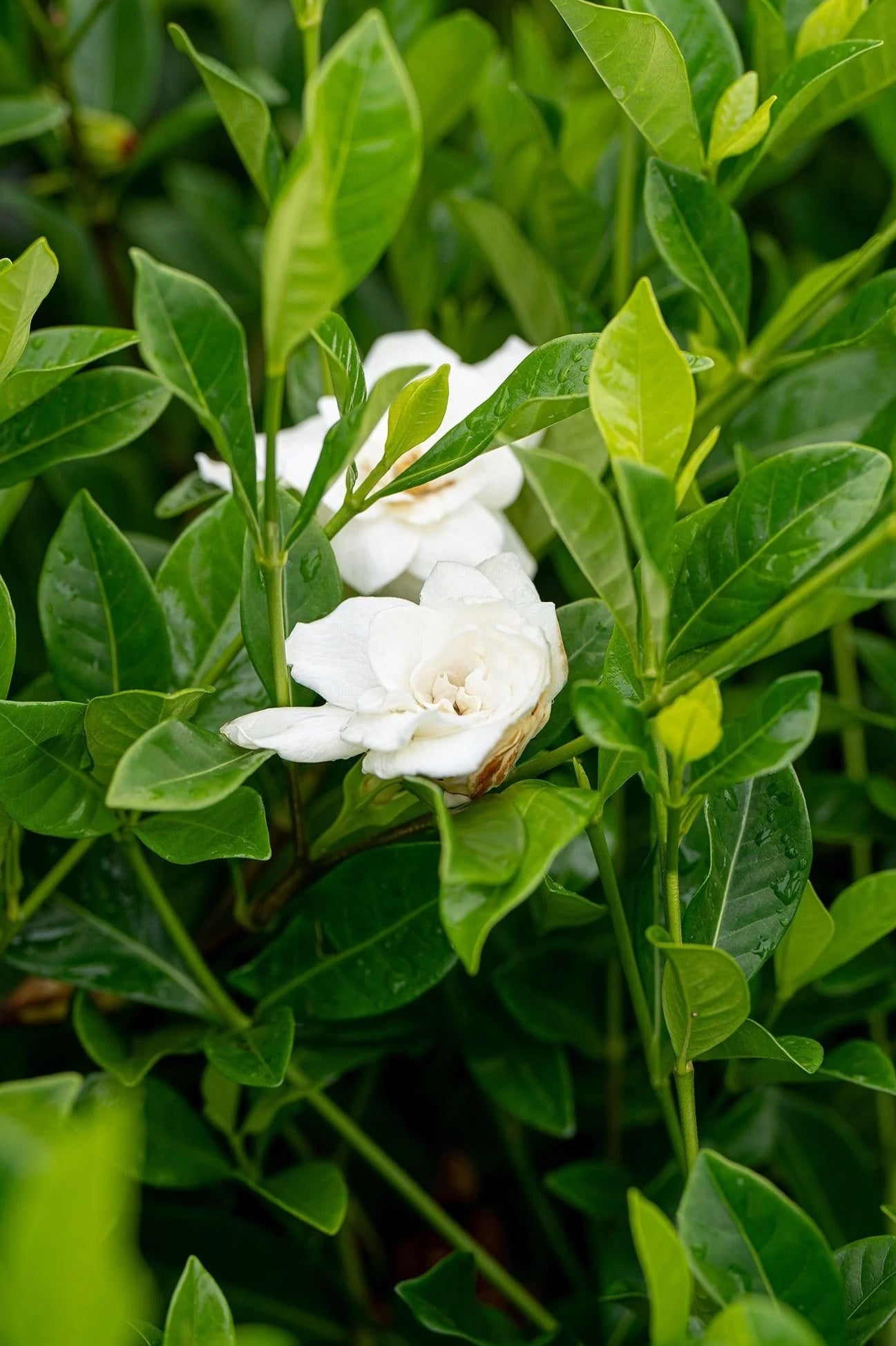 Gardenia Paradise® Jupiter - Ladybird Nursery