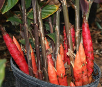 Ginger (Zingiber collinsii)