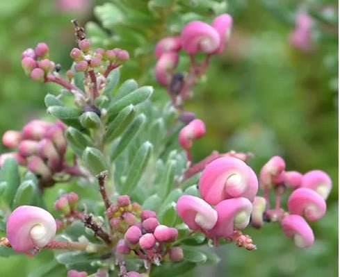 Grevillea Dwarf Greencape (Grevillea lanigera) - Ladybird Nursery