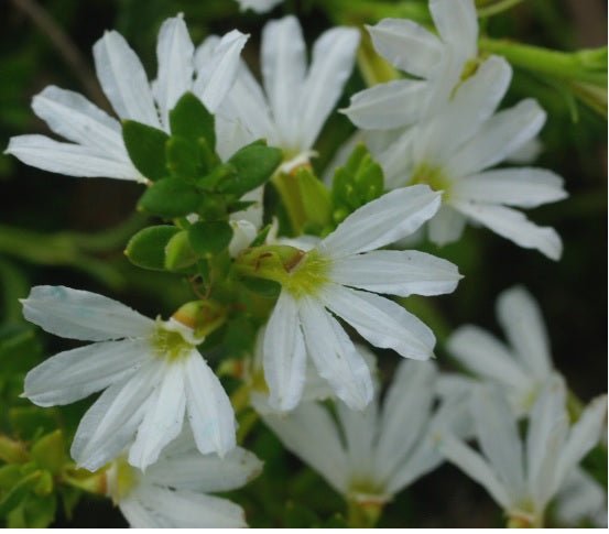 Fan Flower Bondi™ White (Scaevola) - Ladybird Nursery