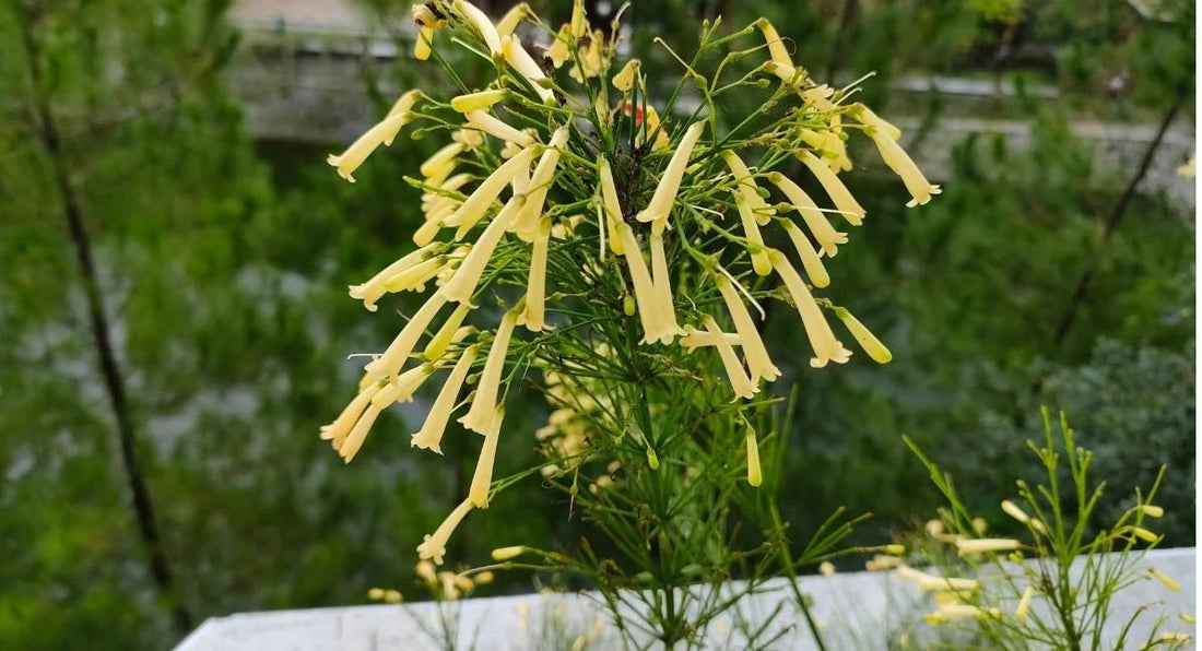 Firecracker Plant Lemon Falls (Russelia equisetiformis) - Ladybird Nursery