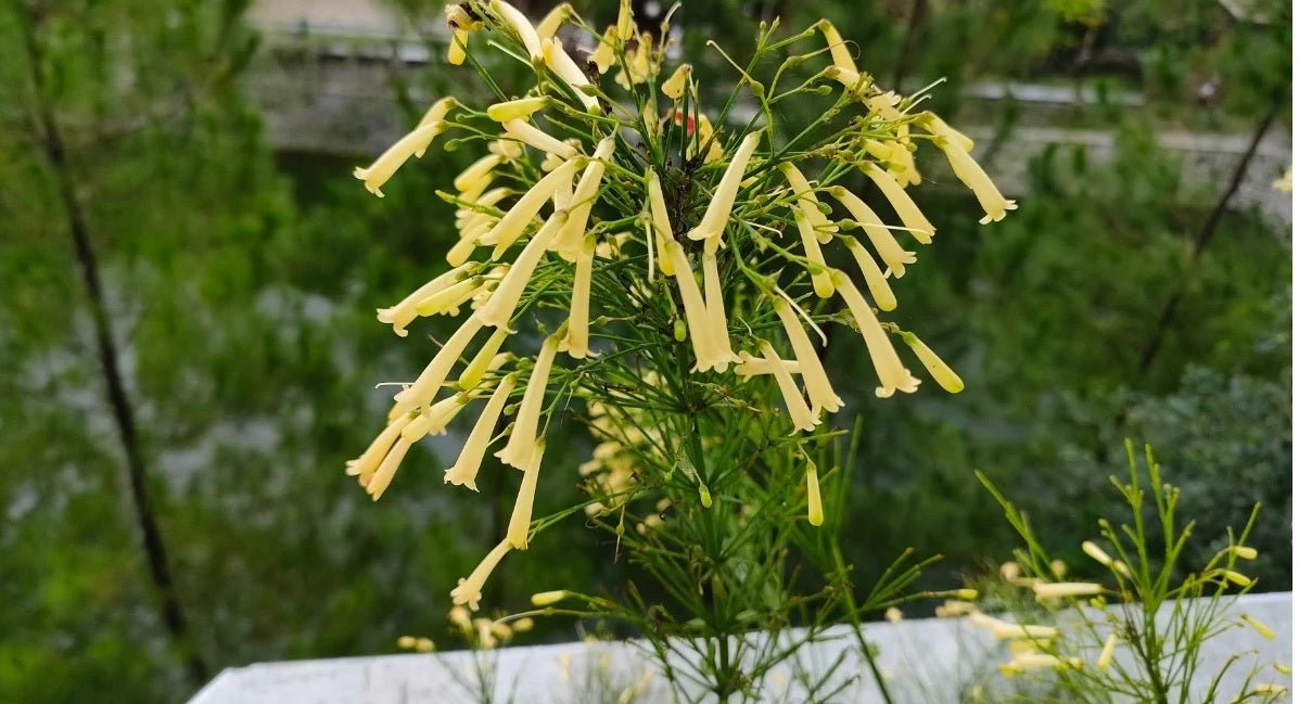 Firecracker Plant Lemon Falls (Russelia equisetiformis) - Ladybird Nursery