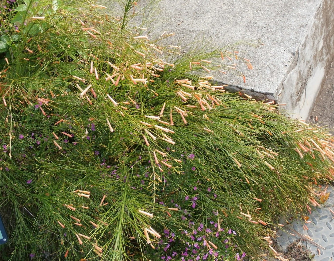 Firecracker Plant Tangerine Falls (Russelia equisetiformis) - Ladybird Nursery