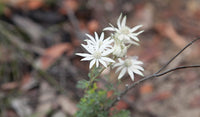 Flannel Flower (Actinotus helianthi) - Ladybird Nursery