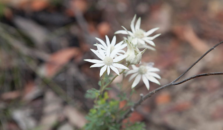 Flannel Flower (Actinotus helianthi) - Ladybird Nursery