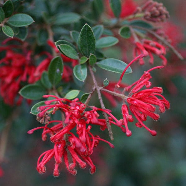 Grevillea Silk Carpet