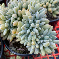 Pachyveria Elaine Wright (Pachyveria) - Ladybird Nursery