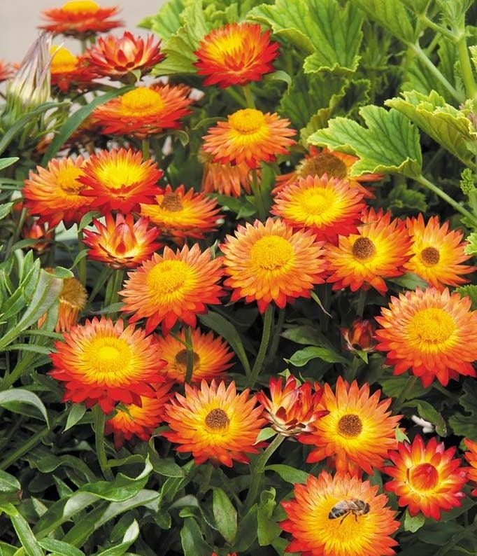 Strawflower Nielsens Gold (Xerochrysum) - Ladybird Nursery