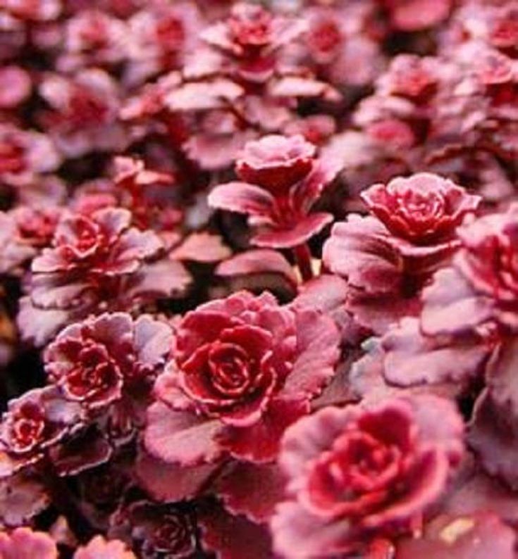 Stonecrop Dragons Blood (Sedum) - Ladybird Nursery