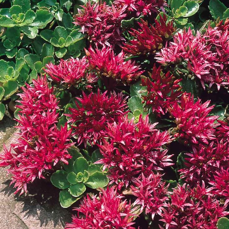 Stonecrop Stonecrop Mix (Sedum) - Ladybird Nursery