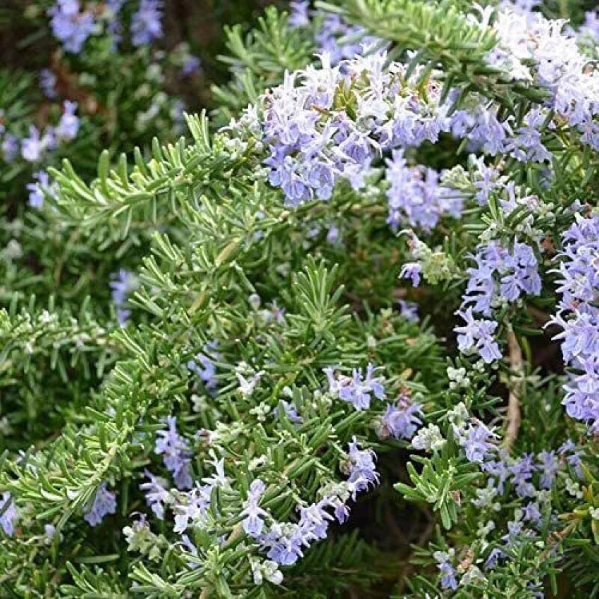 Rosemary Assorted (Rosmarinus officinalis)