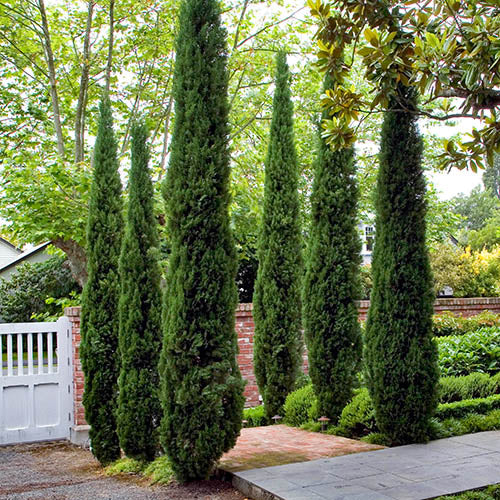 Italian Cypress WA Form (Cupressus sempervirens)