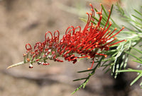 Grevillea Scarlet Moon - Ladybird Nursery