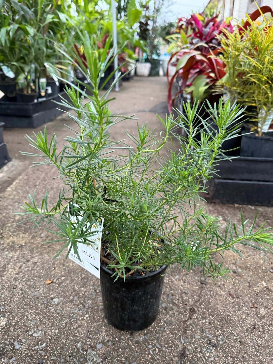 Thin-Leaf Daisy-Bush ‘Mauve’ (Olearia tenuifolia) - Ladybird Nursery