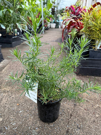 Thin-Leaf Daisy-Bush ‘Mauve’ (Olearia tenuifolia) - Ladybird Nursery