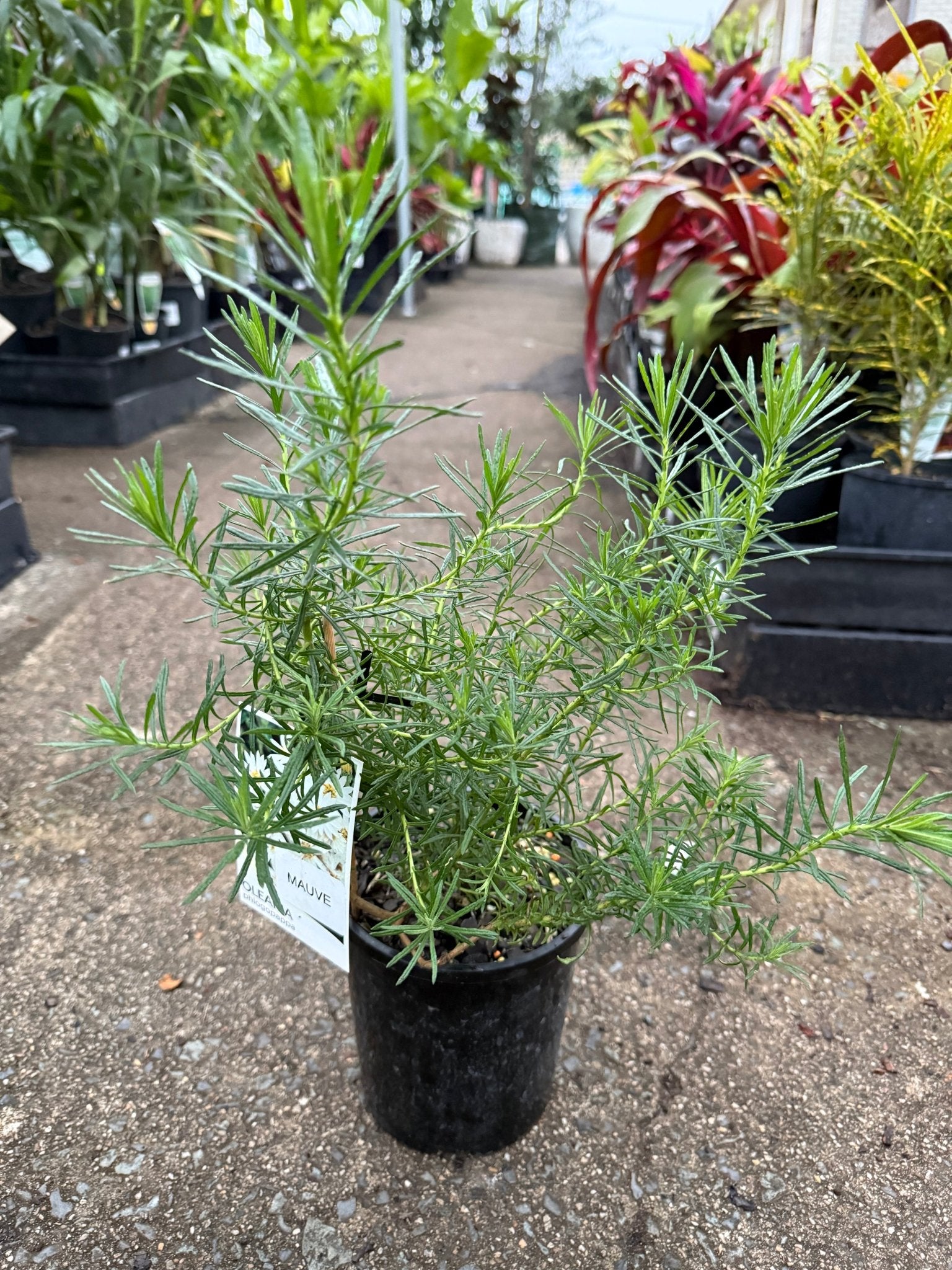 Thin-Leaf Daisy-Bush ‘Mauve’ (Olearia tenuifolia) - Ladybird Nursery