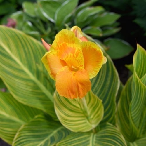 Canna Assorted (Canna spp.)