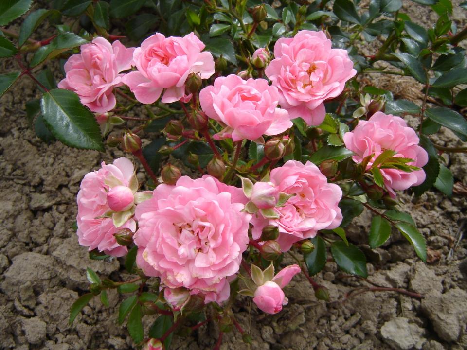 Rose Montville (Rosa)
