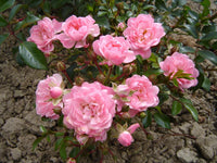 Rose Montville (Rosa)