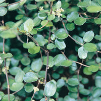 Wire Vine (Muehlenbeckia complexa)