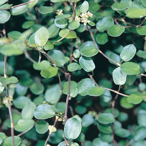 Wire Vine (Muehlenbeckia complexa) - Ladybird Nursery