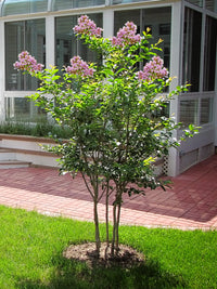 Crepe Myrtle Muskogee (Lagerstroemia)