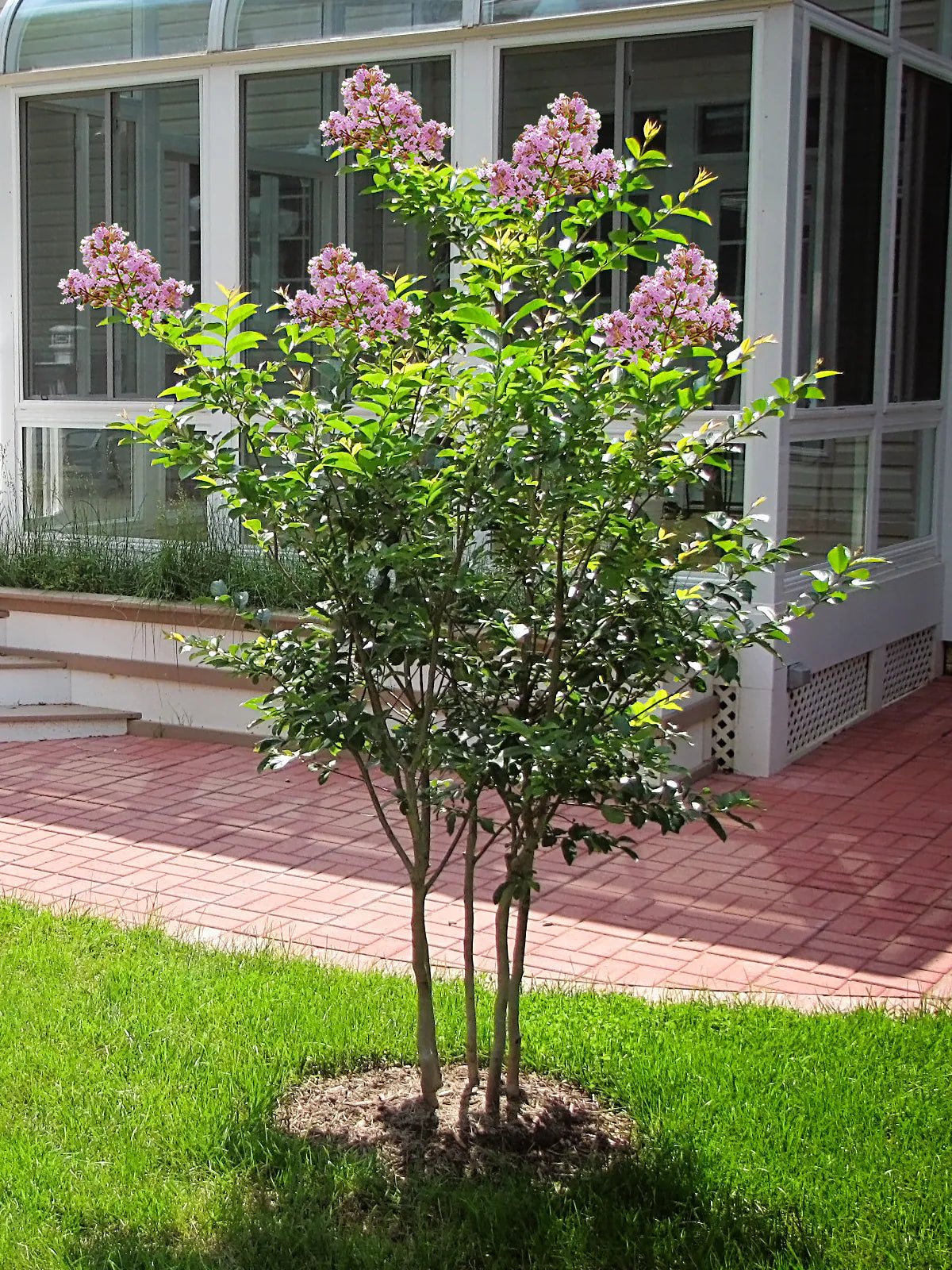 Crepe Myrtle Muskogee (Lagerstroemia) - Ladybird Nursery