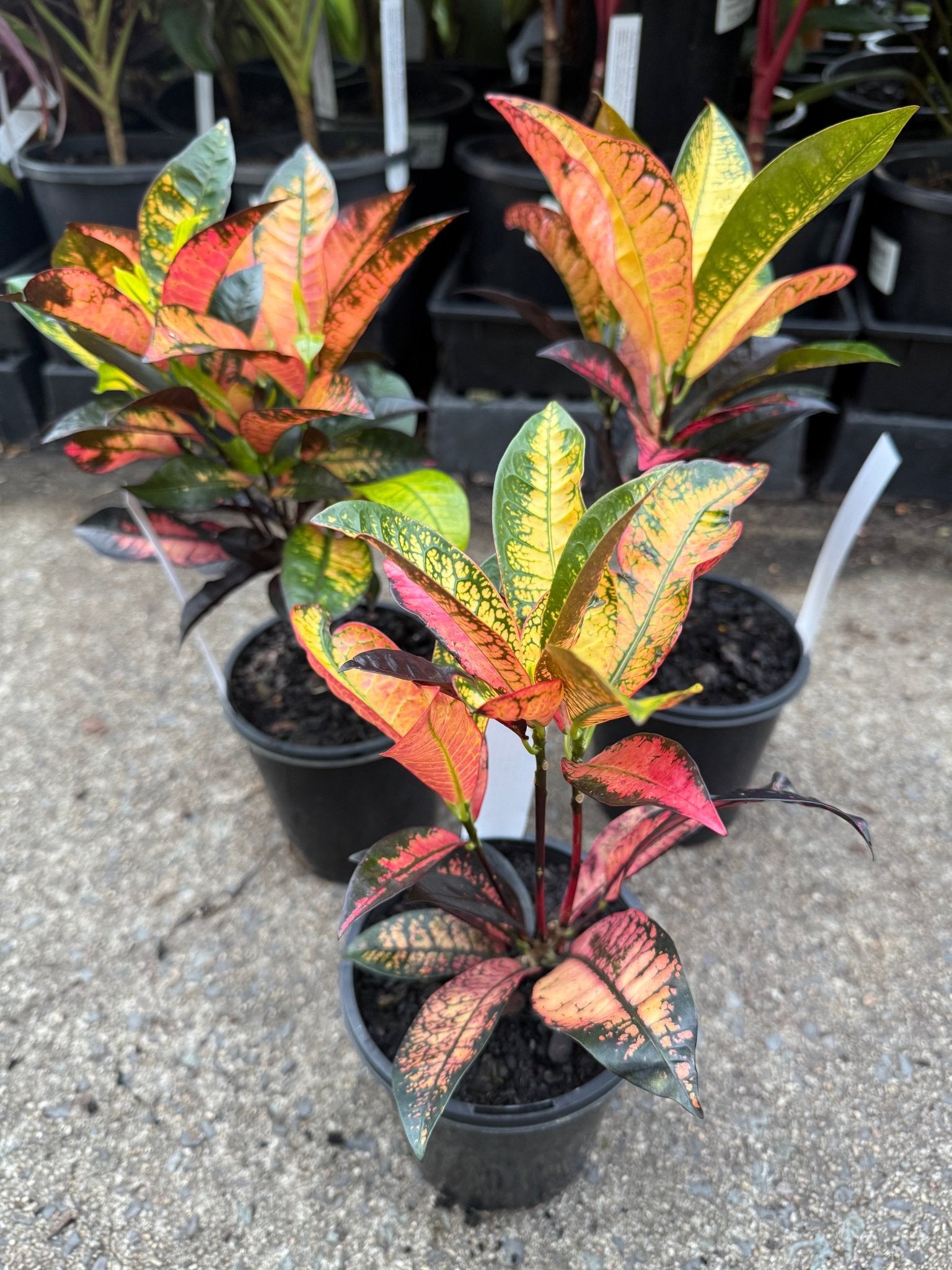 Croton 'Mrs Iceton' - Ladybird Nursery