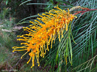Grevillea Yamba Sunshine - Ladybird Nursery