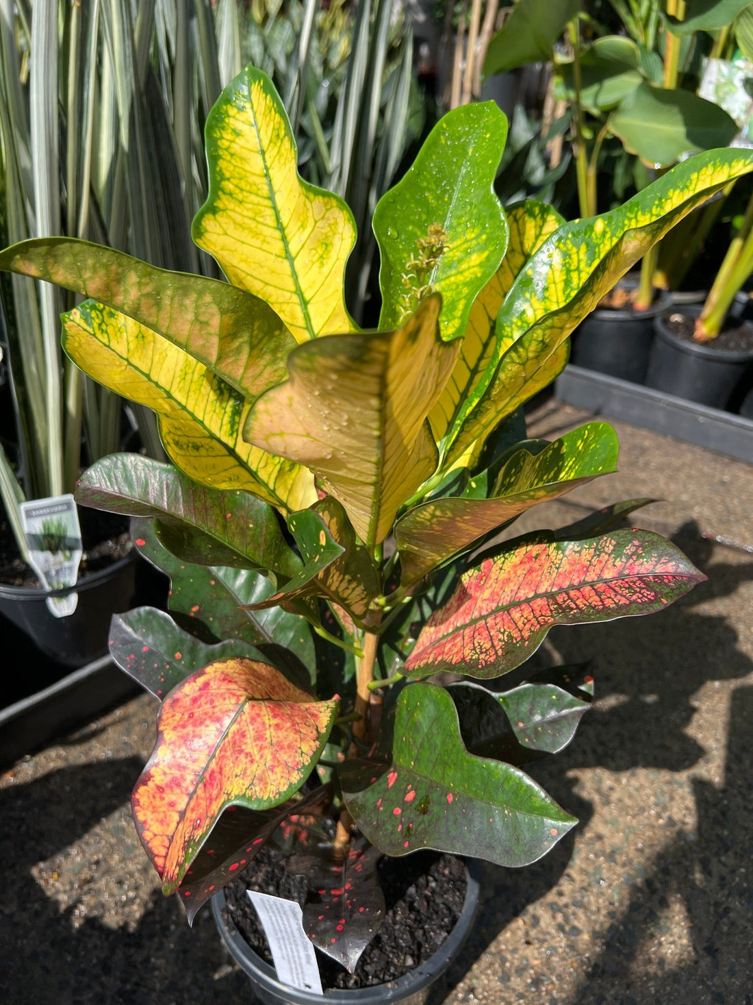 Croton 'Wilma' - Ladybird Nursery