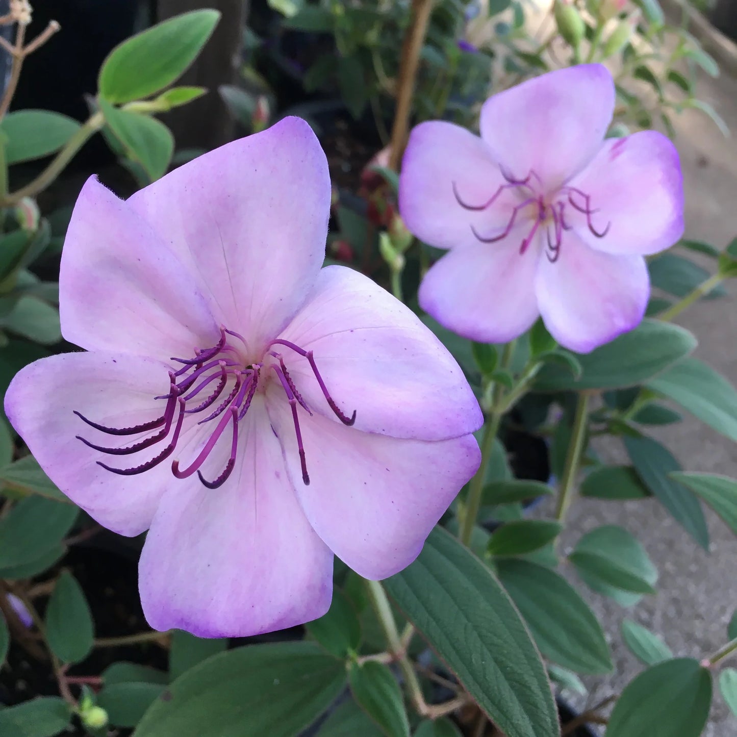 Tobouchina Blue Moon